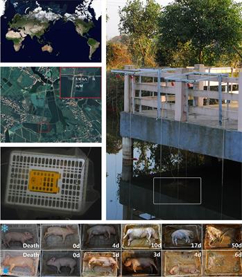 Bacterial Succession in Microbial Biofilm as a Potential Indicator for Postmortem Submersion Interval Estimation